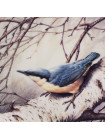 Тарелка Wedgwood Nuthatch (Поползень) с сертификатом