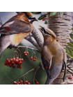Тарелка KNOWLES, Edvin M. 12876 C "The Cedar Waxwing"
