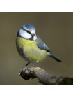 Пара наперстков с объемными фигурками птиц cерии BIRDS of BRITAIN от Sutherland