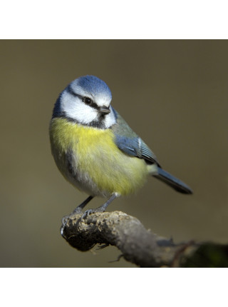 Пара наперстков с объемными фигурками птиц cерии BIRDS of BRITAIN от Sutherland