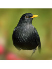 Пара наперстков "Blackbird и Cuckoo" из коллекционной серии BIRDS of BRITAIN от Sutherland