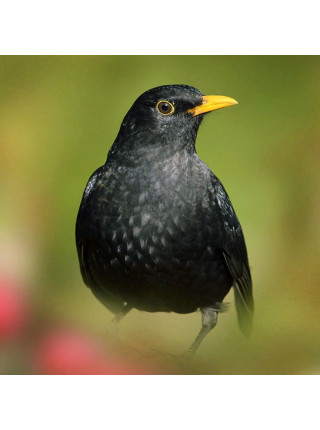 Пара наперстков "Blackbird и Cuckoo" из коллекционной серии BIRDS of BRITAIN от Sutherland