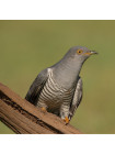 Пара наперстков "Blackbird и Cuckoo" из коллекционной серии BIRDS of BRITAIN от Sutherland