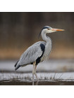 Пара наперстков "Heron и Puffin" из коллекционной серии BIRDS of BRITAIN от Sutherland