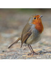 Пара наперстков "Skylark и Robin" из коллекционной серии BIRDS of BRITAIN от Sutherland