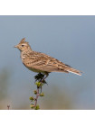Пара наперстков "Skylark и Robin" из коллекционной серии BIRDS of BRITAIN от Sutherland