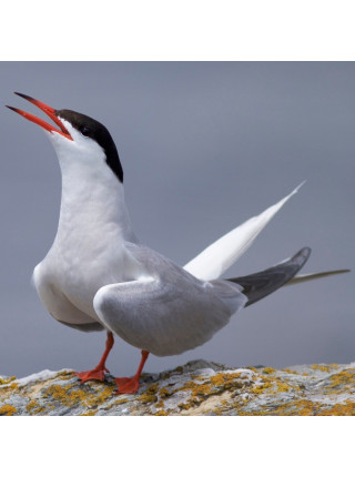 Пара наперстков "Tern и Cormorant" из коллекционной серии BIRDS of BRITAIN от Sutherland