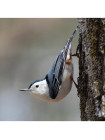 Пара наперстков "Green Woodpecker и Nuthatch" серии BIRDS of BRITAIN от Sutherland