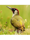 Пара наперстков "Green Woodpecker и Nuthatch" серии BIRDS of BRITAIN от Sutherland