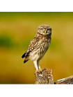 Пара наперстков "Little Owl и Barn Owl" серии BIRDS of BRITAIN от Sutherland