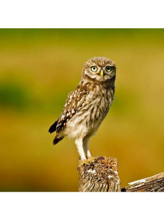 Пара наперстков "Little Owl и Barn Owl" серии BIRDS of BRITAIN от Sutherland