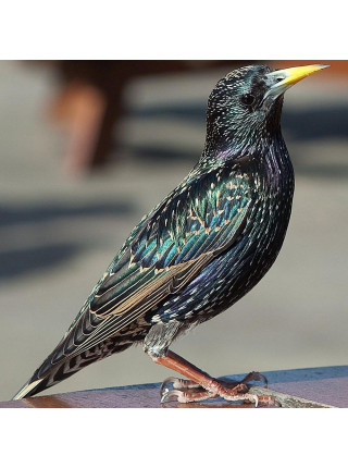 Пара наперстков "Starling и Jackdaw" серии BIRDS of BRITAIN от Sutherland