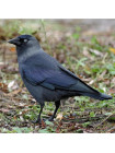 Пара наперстков "Starling и Jackdaw" серии BIRDS of BRITAIN от Sutherland