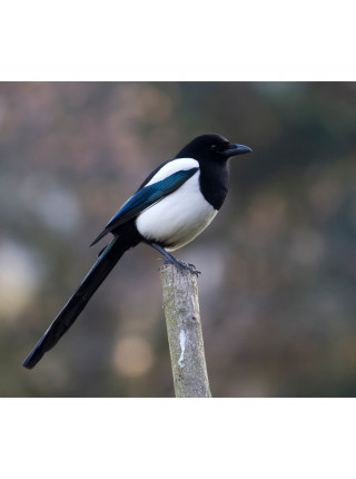 Пара наперстков "Thrush и Magpie" серии BIRDS of BRITAIN от Sutherland