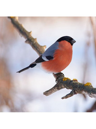 Пара наперстков "Bullfinch и Redstart" серии BIRDS of BRITAIN от Sutherland