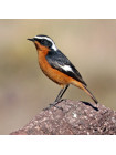 Пара наперстков "Bullfinch и Redstart" серии BIRDS of BRITAIN от Sutherland