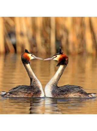 Пара наперстков "Great crested grebe и Snipe" серии BIRDS of BRITAIN от Sutherland
