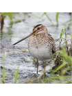 Пара наперстков "Great crested grebe и Snipe" серии BIRDS of BRITAIN от Sutherland