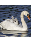Пара наперстков "Mallard и Mute Swan" серии BIRDS of BRITAIN от Sutherland