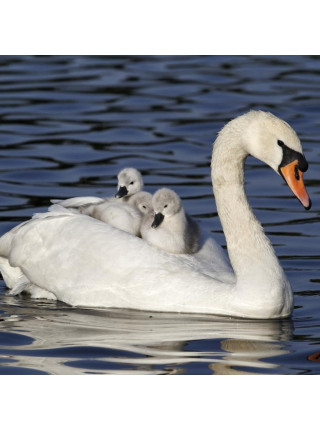 Пара наперстков "Mallard и Mute Swan" серии BIRDS of BRITAIN от Sutherland