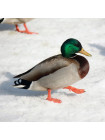 Пара наперстков "Mallard и Mute Swan" серии BIRDS of BRITAIN от Sutherland