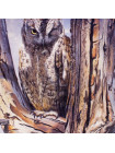 Тарелка Scops Owl от Wedgwood