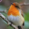robin_bird2005